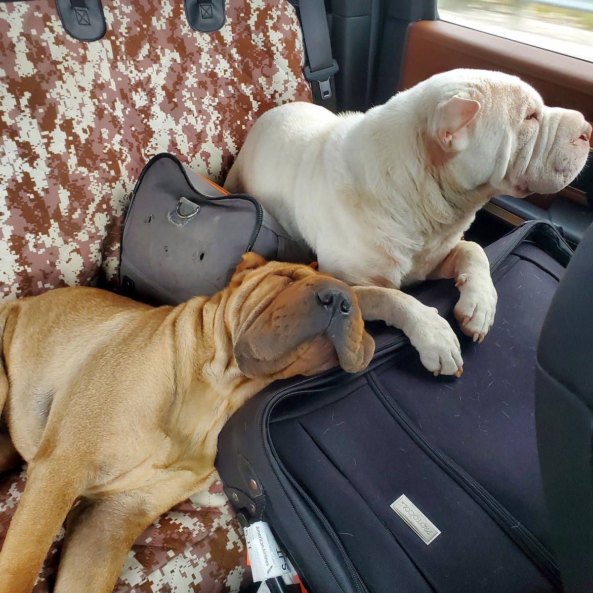 Poncho and Jax riding together on a road trip